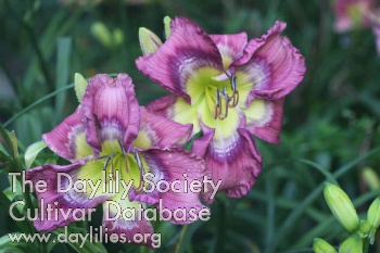 Daylily Banded Broadbill